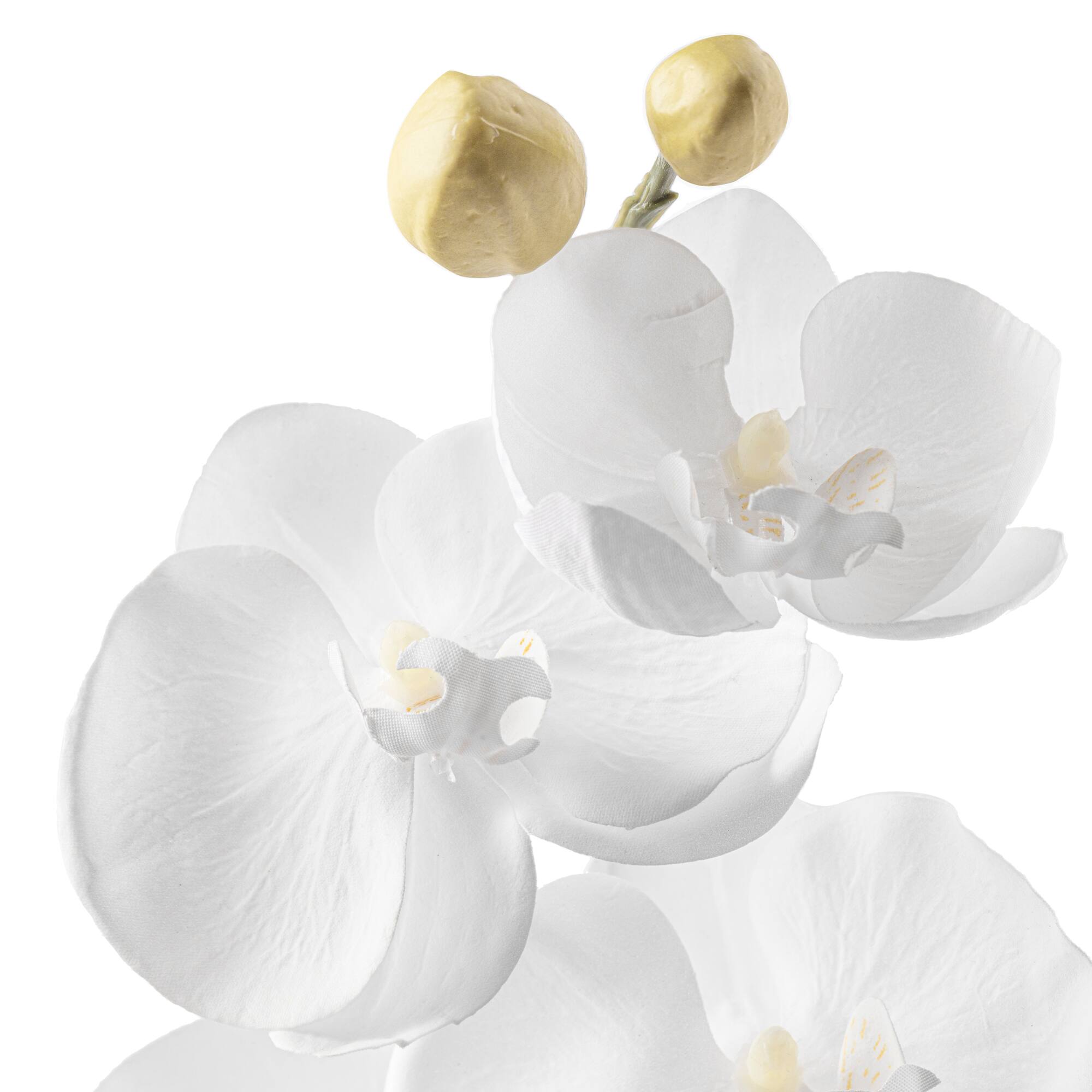 Phaleanopsis Orchid by Ashland®